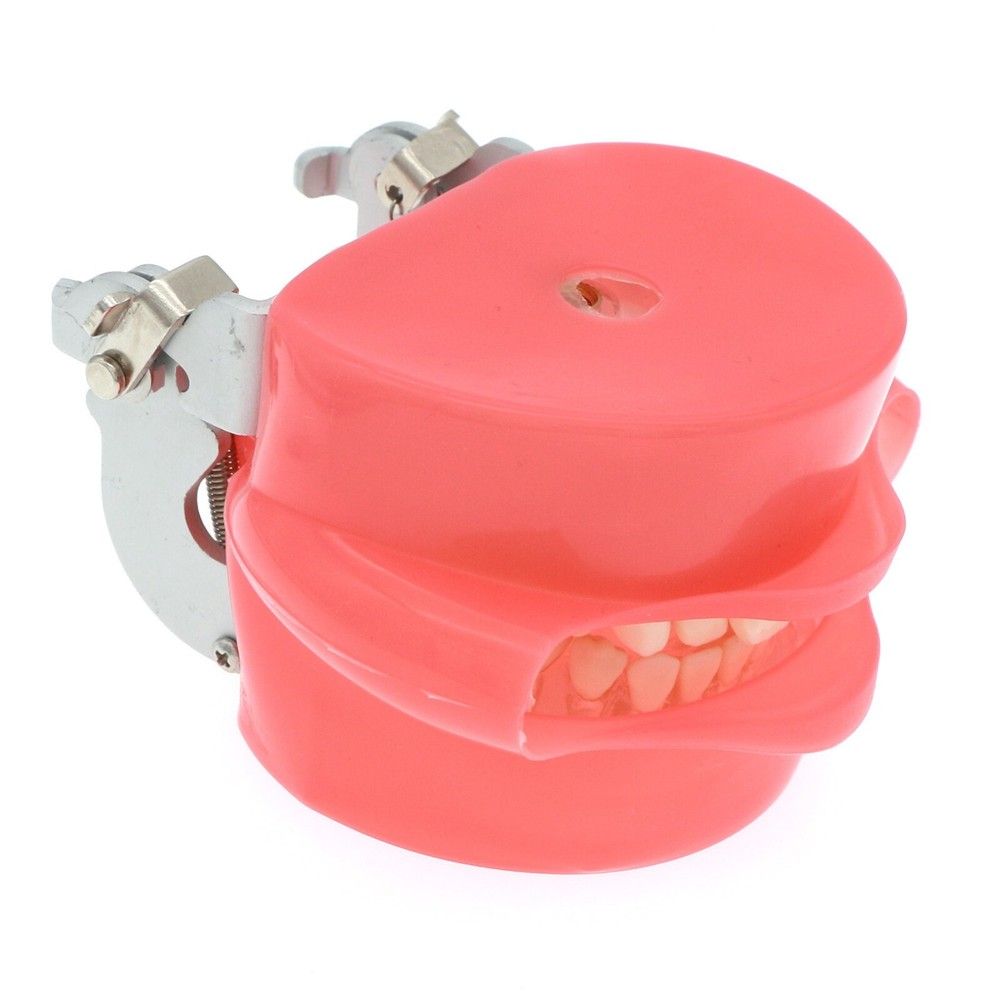 Dental Typodont Standard Teeth Model Soft Gum Simulation Cheek 28Pcs Removable