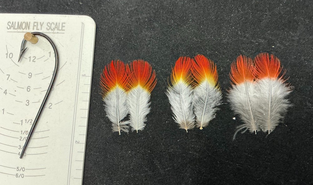 Flame Rumped Tanager feathers