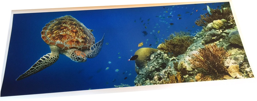 Sea Turtle Aquarium Background 21" x 48"