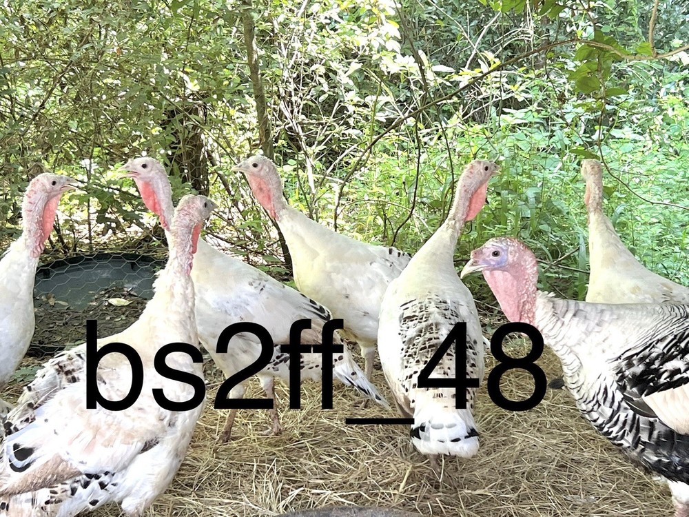 12 Royal Palm Turkey Hatching Eggs