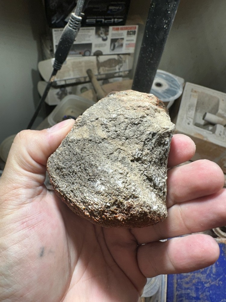 Dinosaur bone rough **hxtled end cut.