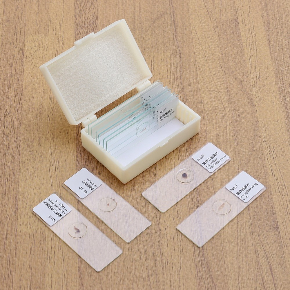 10 PCS/Set Blank Microscope Slides with Specimens Plants Biology