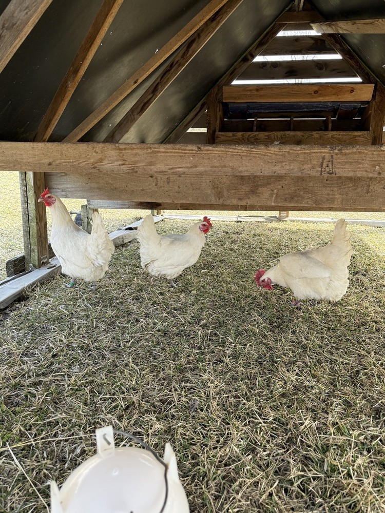 6 American Bresse Hatching Eggs