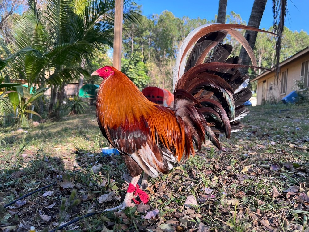 12 Plus Variety Hatching Eggs