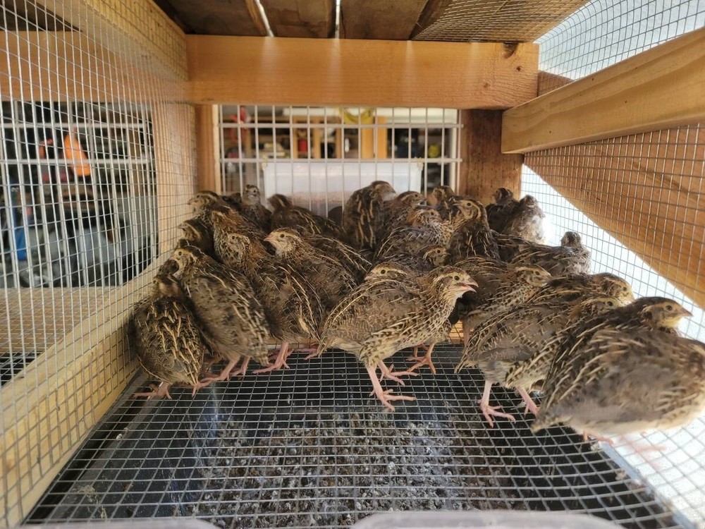 24 Fertile Coturnix Quail Hatching Eggs