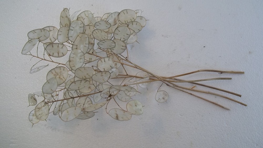 Dried Lunaria Stems with "Silver Dollar" Silicles, Several Stem Lengths