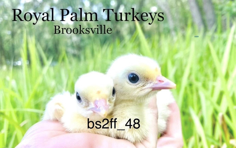 12 Royal Palm Turkey Hatching Eggs