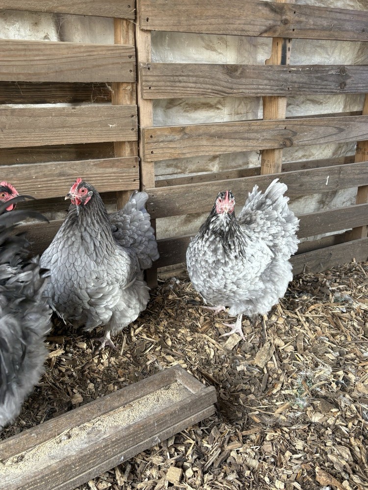 6 Blue Mottled English Orpington Hatching Eggs**