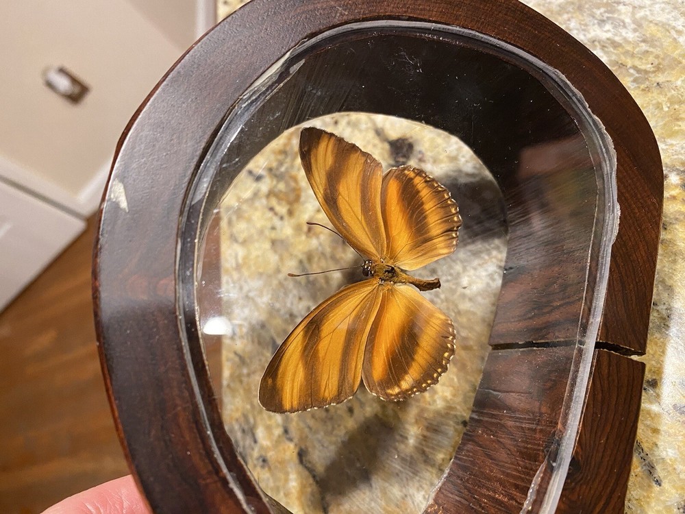 Interesting Butterfly Stand Up Framed Shadow Box Display South America Bosque