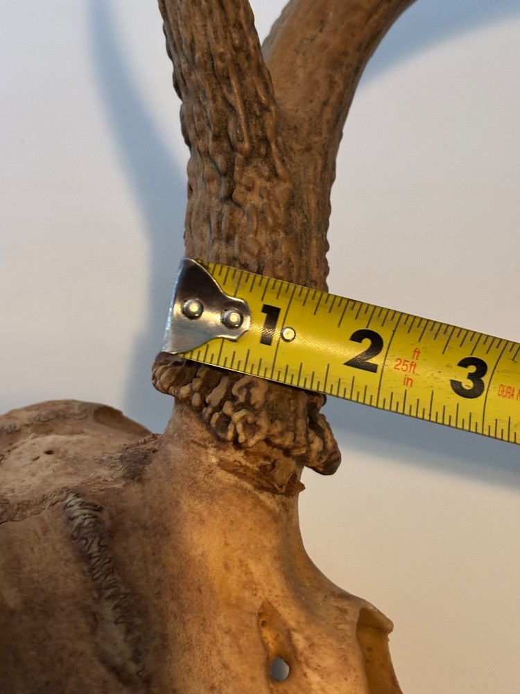heavy 9 pt whitetail skull