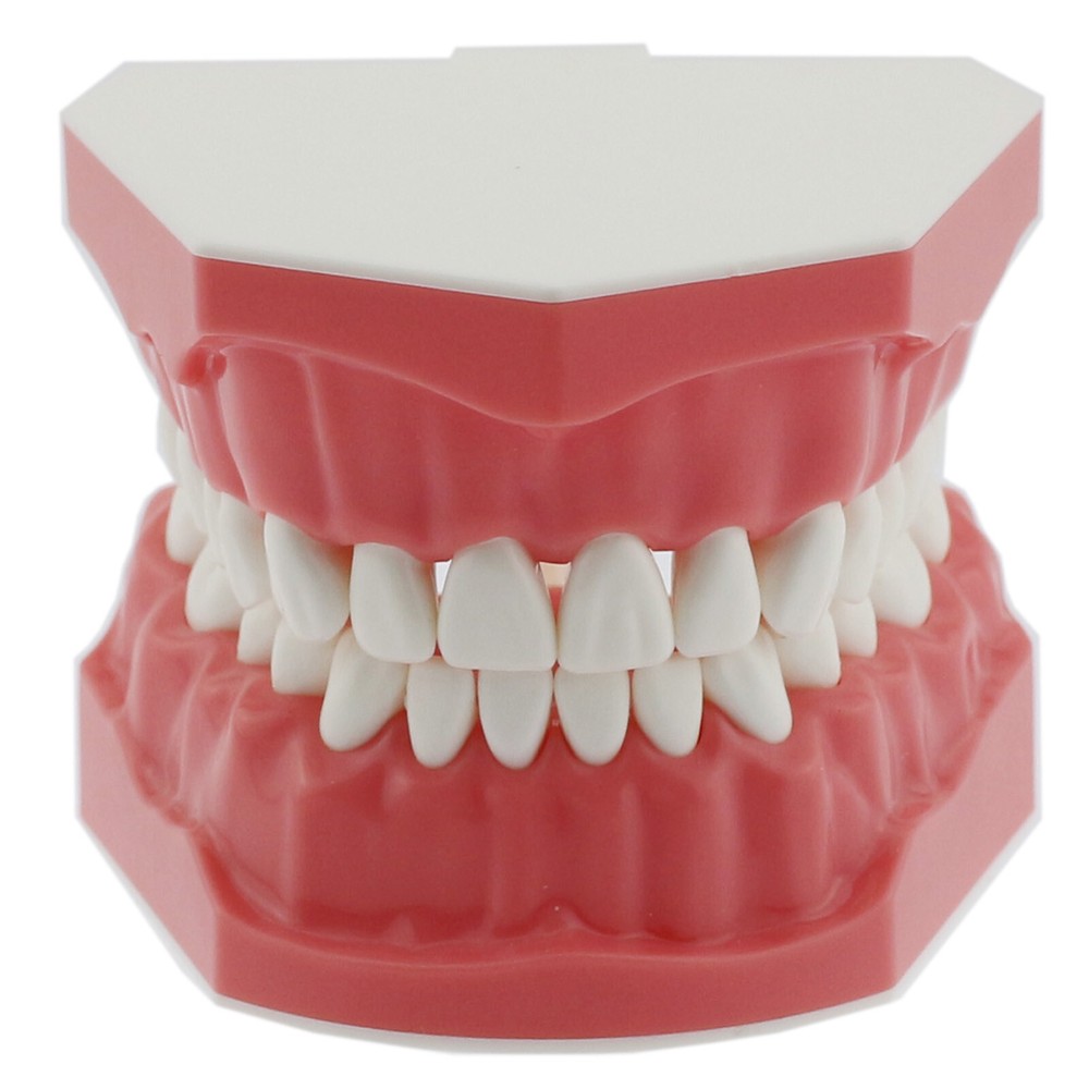 US Dental Teach Typodont Demonstration Teeth Model For Patient Study Brushing