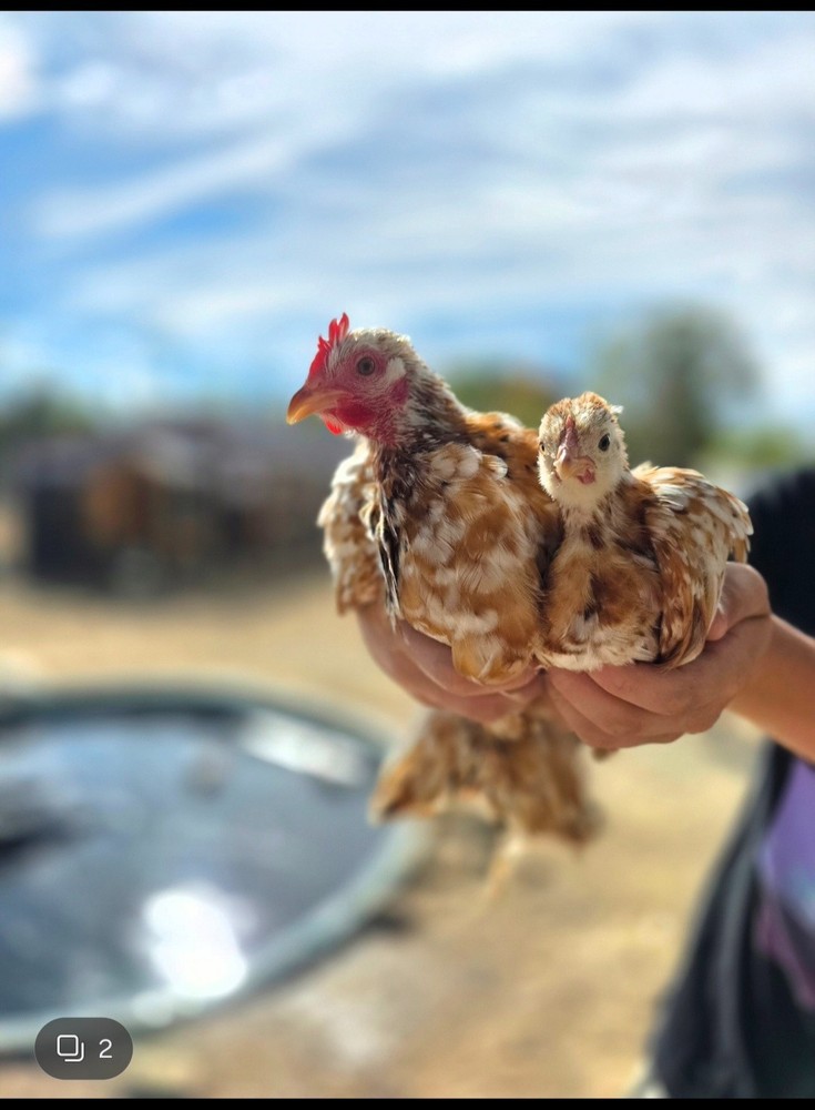 ONE DOZEN Bantam Cochin Hatching Eggs – FLUFFY SHOW LINES