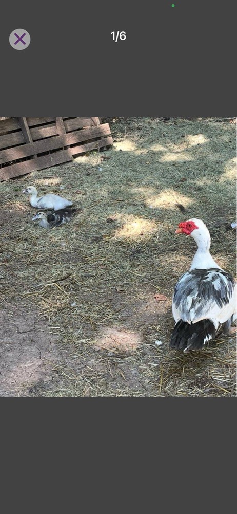 Muscovy Duck Hatching Eggs