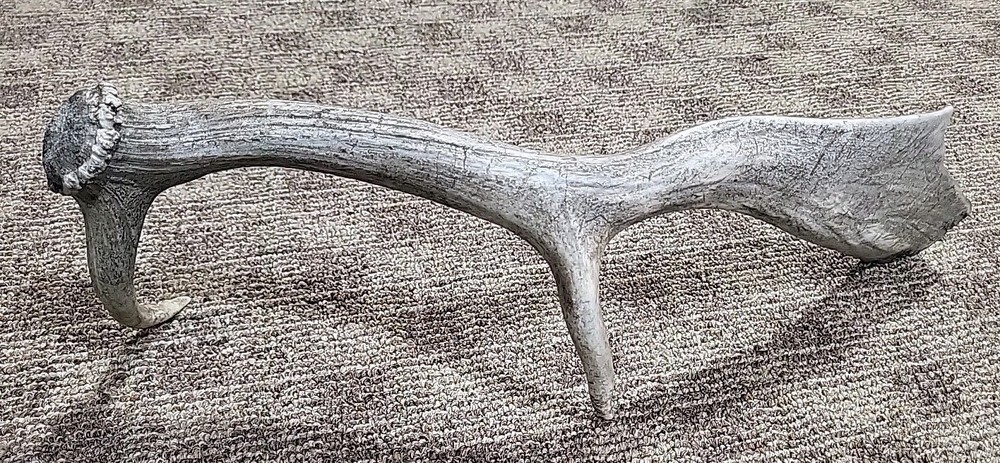 Aged Moose Antler 18"