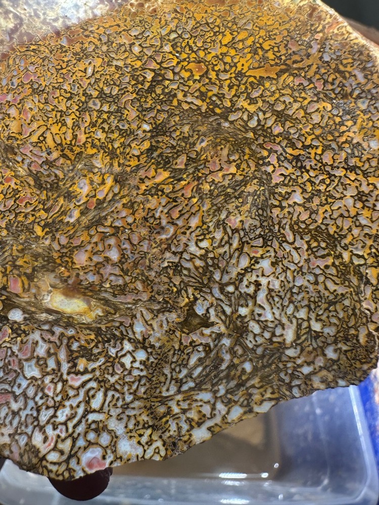 Dinosaur bone rough high grade slab.