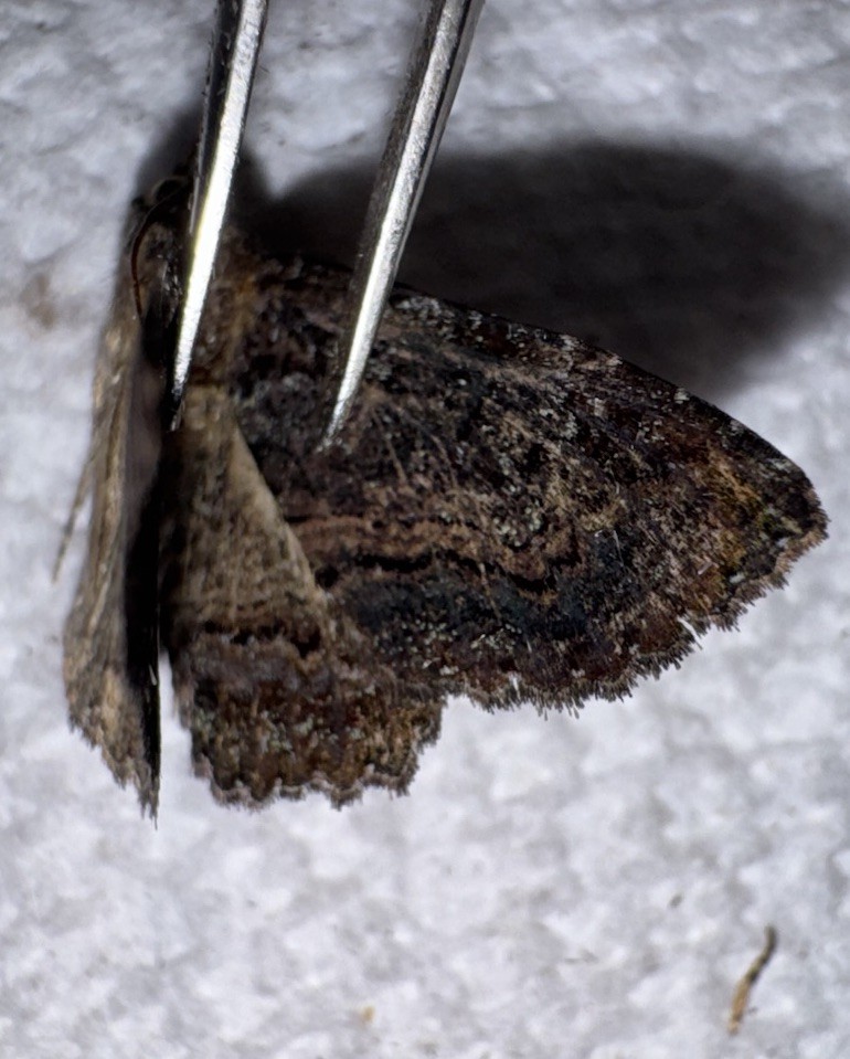 BY5 - BEAUTIFUL ZALE NOCTUID MOTH