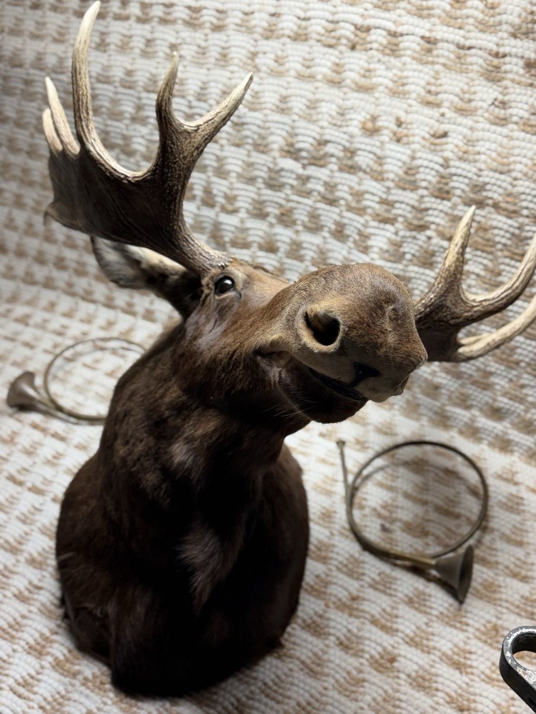 Shoulder Mount Moose