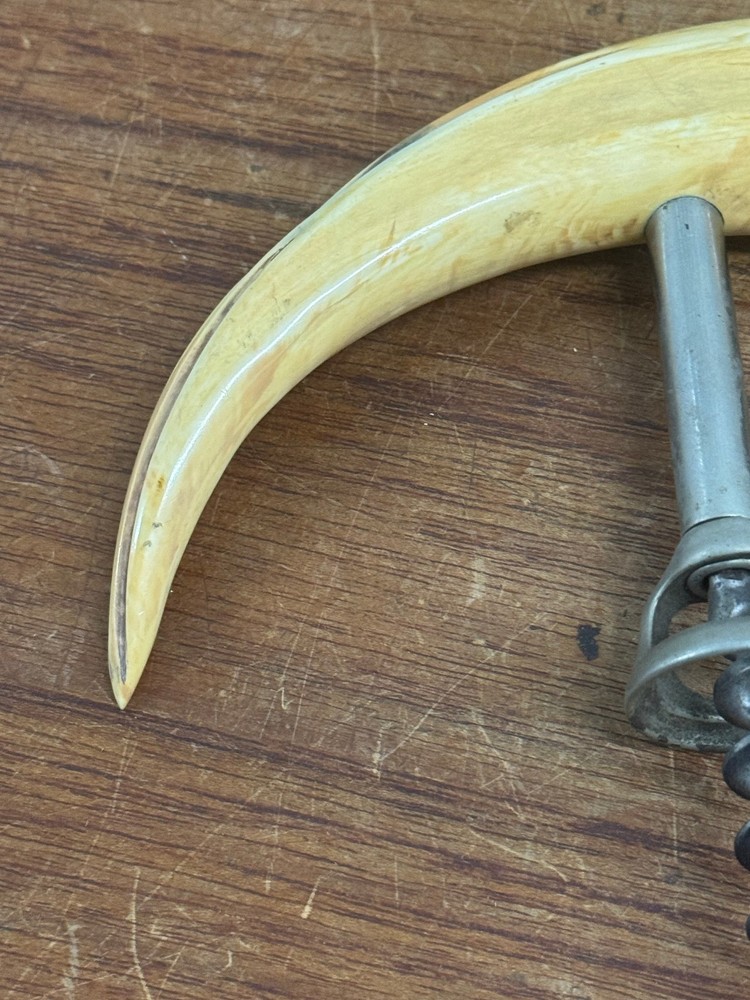 Antique Boar's Tusk Corkscrew with Sterling Silver Cap
