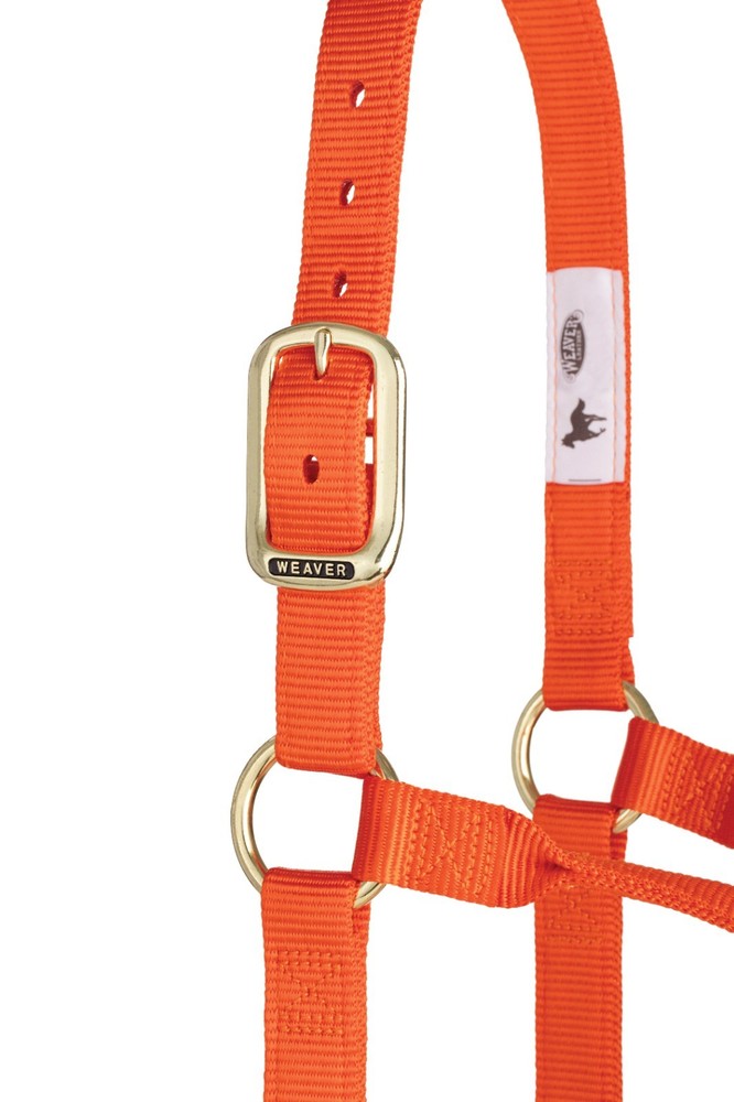 Original Non-Adjustable Halter , 1" Orange