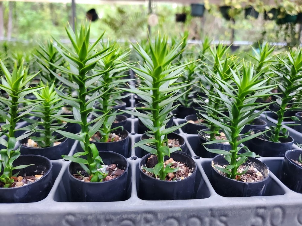 Monkey Puzzle Tree Seedlings - Araucaria