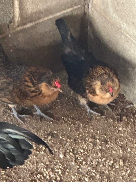 Barbu De Watermal Bantam 6 Plus Hatching Eggs