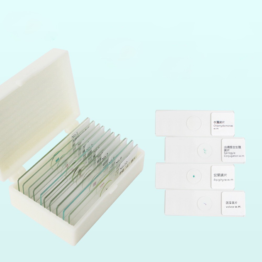 10PCS Prepared Microscope Slides in Algae Specimen f Teaching & Research