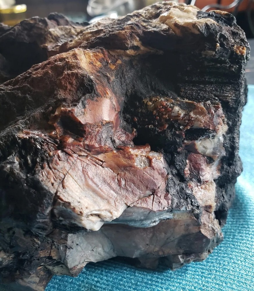 Agatized Opalized Petrified Oregon Fire-scorched Driftwood