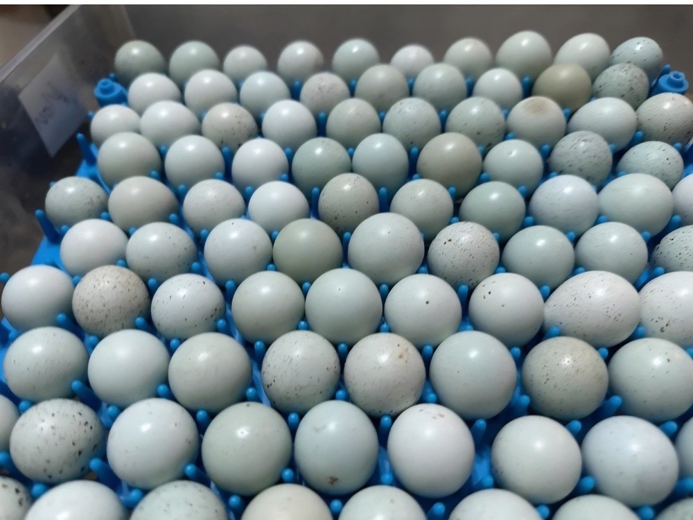 1 Dozen Blue Quail Eating Eggs