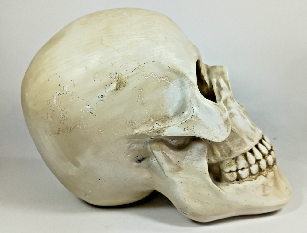 Faux HUMAN SKULL, Full Size Realistic Replica, Science Study Specimen.