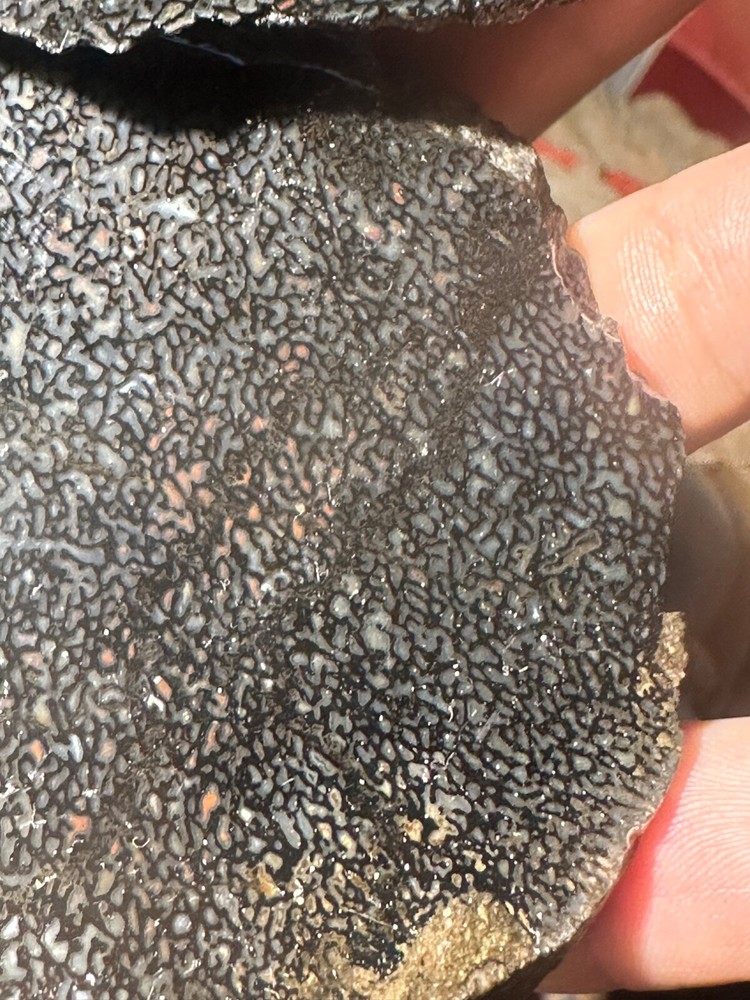 Dinosaur bone rough **hxtled wash split.