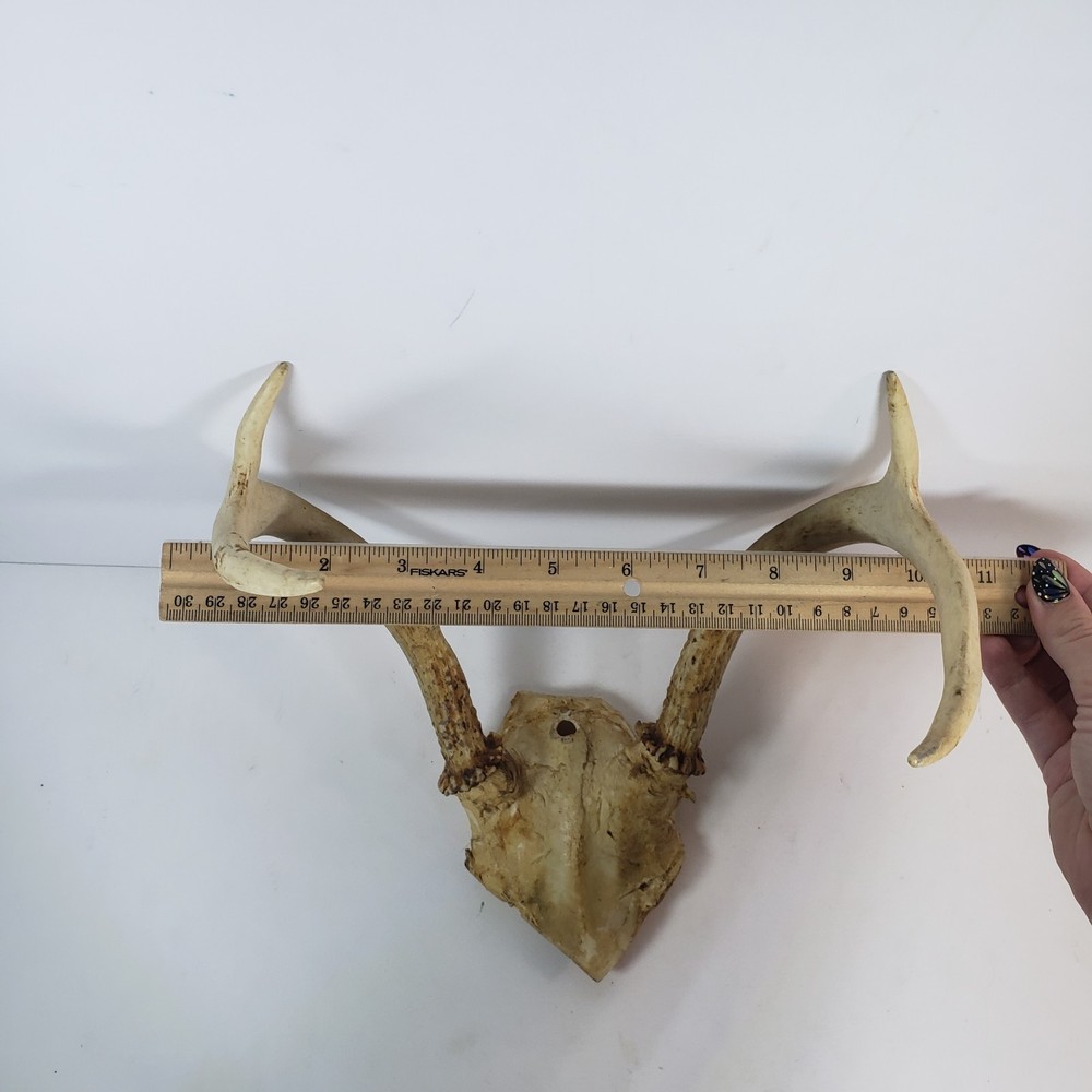 Deer Antler With Skull Cap