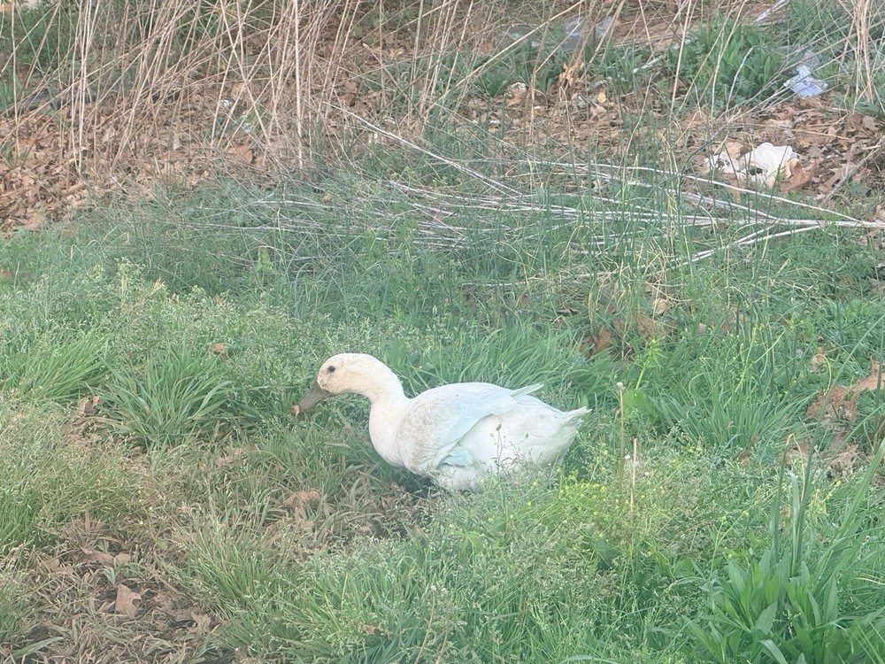 Sliver/black/blue Swedish 12 Hatching Eggs.