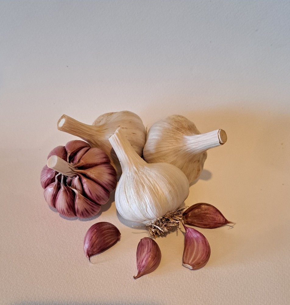 Aglio Rosso Creole Garlic Culinary/seed quality.  available)