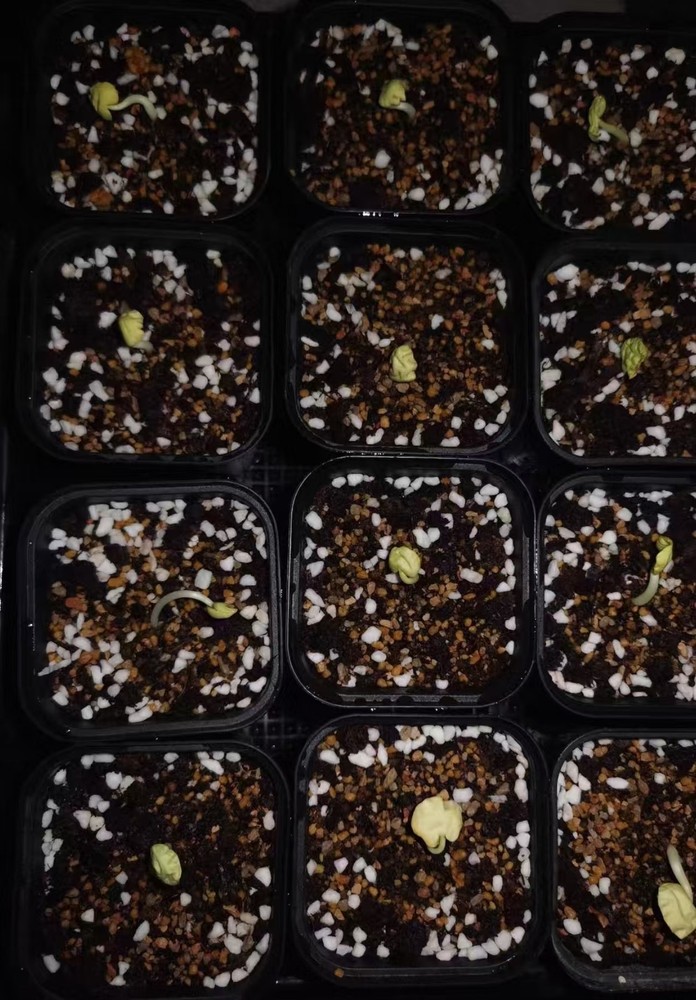 Commiphora capensis seeds30/50/100pcs