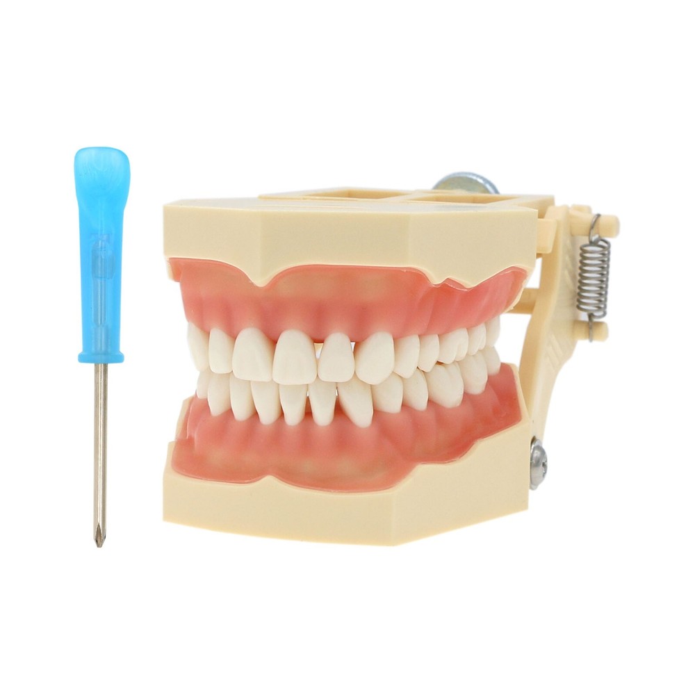 Dental Typodont 28/32PCS Teeth Models for Students Practice Model M80 Series