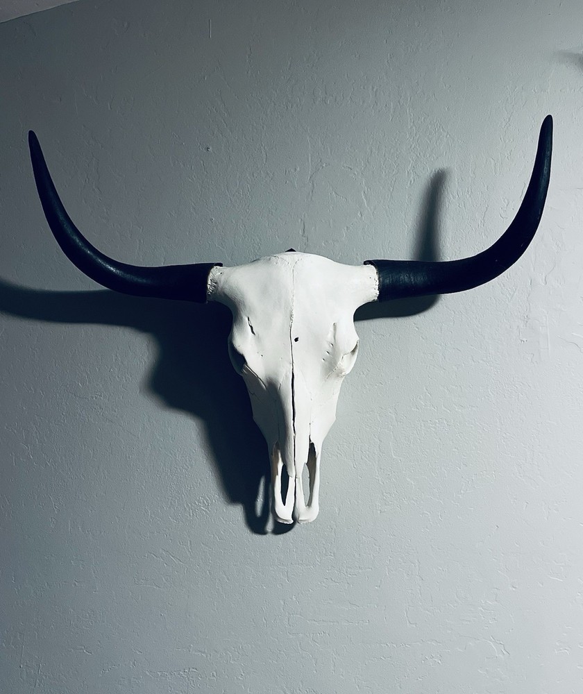 XL Yak Skull
