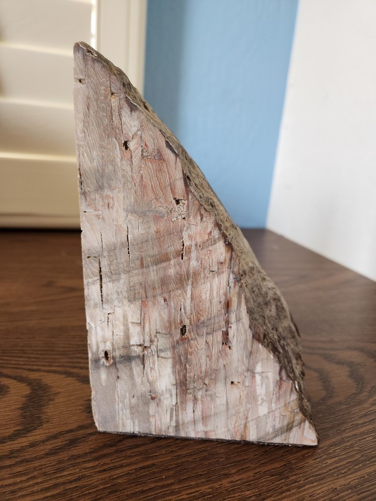 Polished Petrified Wood Bookend 3lb