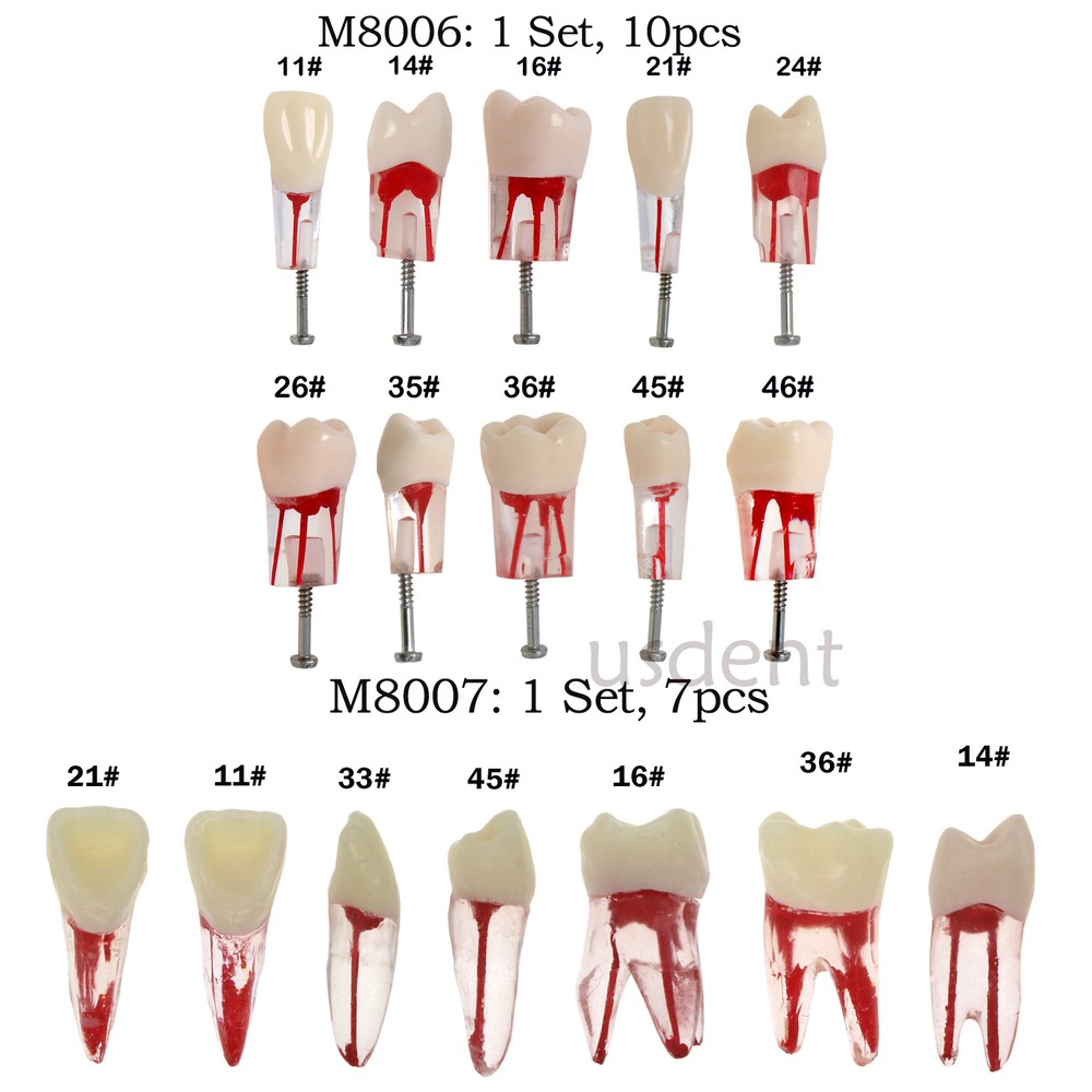 Dental Root Canal RCT Block Pulp Cavity Practice Model for Endo File Study Teeth