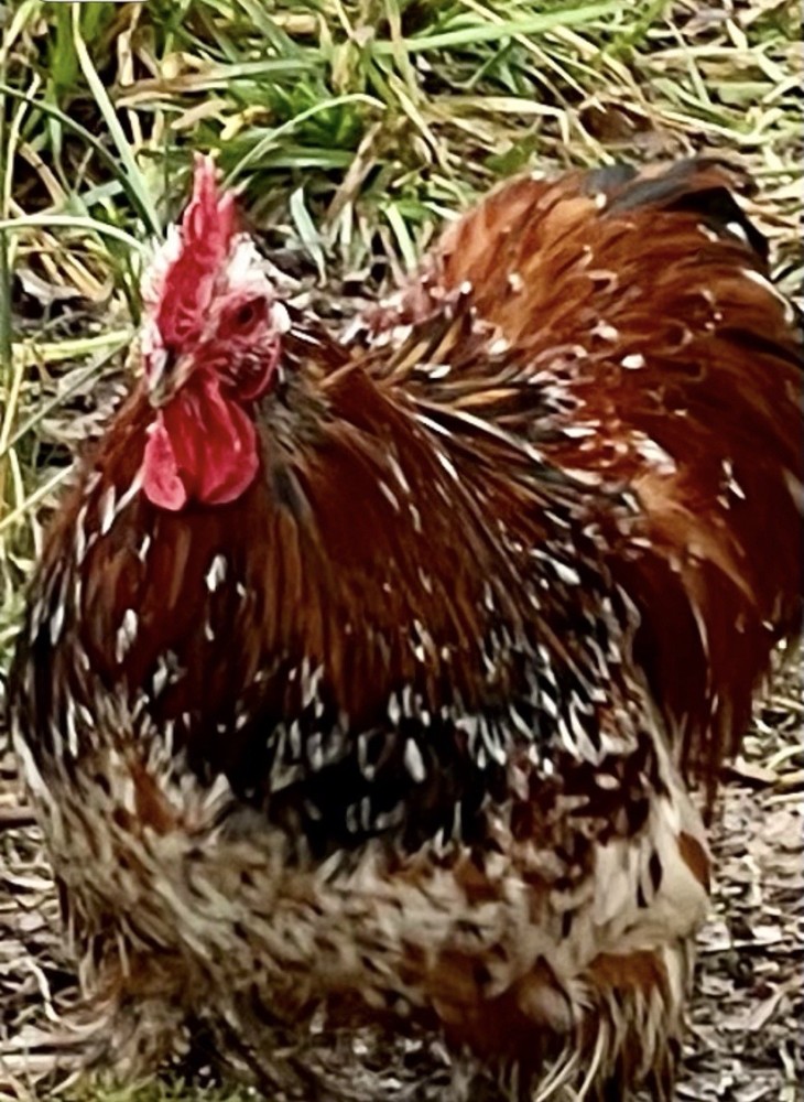 Cochin Bantam Mille Fleur Hatching Eggs One dozen