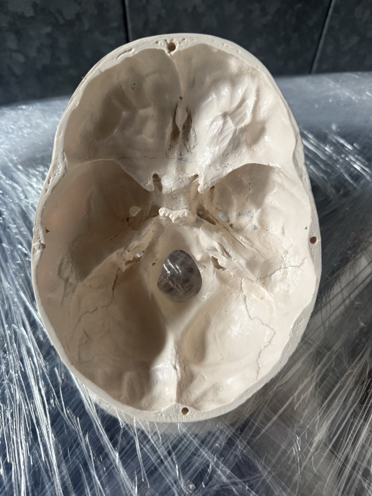 Artificial Human Skull Anatomical Model.