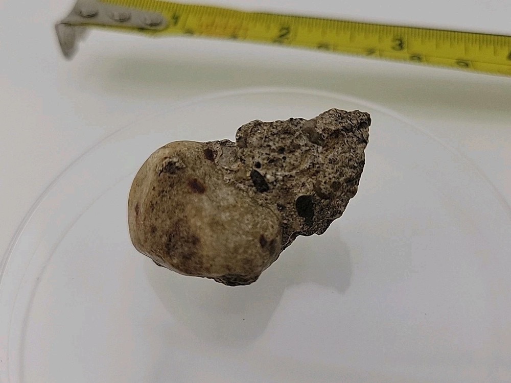 Fossilized Dinosaur HAND CLAW/Knuckle Bone Permineralized Fossil