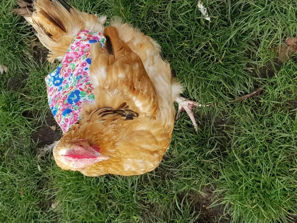 Chicken Saddle Adjustable Straps W Snaps Hen Apron Feather Protector Jacket Wing