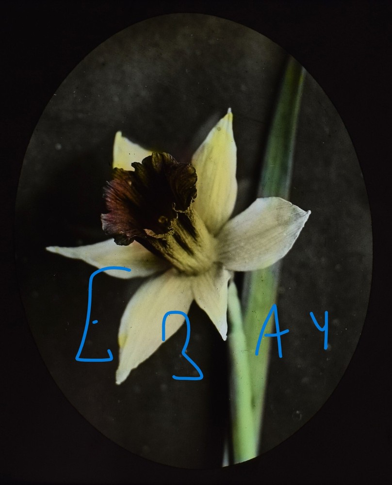 A DAFFODIL C1920 Magic Lantern Slide ANTIQUE FLOWER / FLOWERS STUDY PHOTOGRAPH
