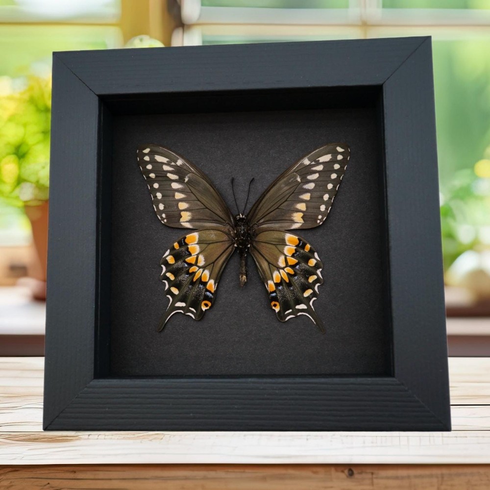 Real Framed Butterfly Eastern Black Swallowtail Papilio polyxenes Moonlight