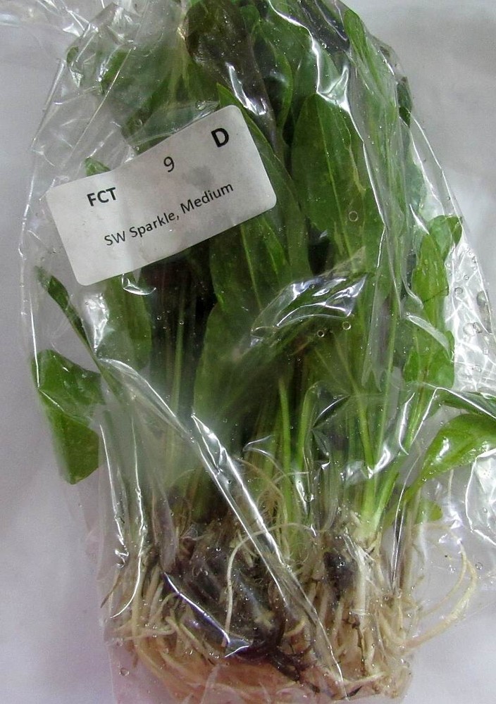 6 medium sparkle sword plants