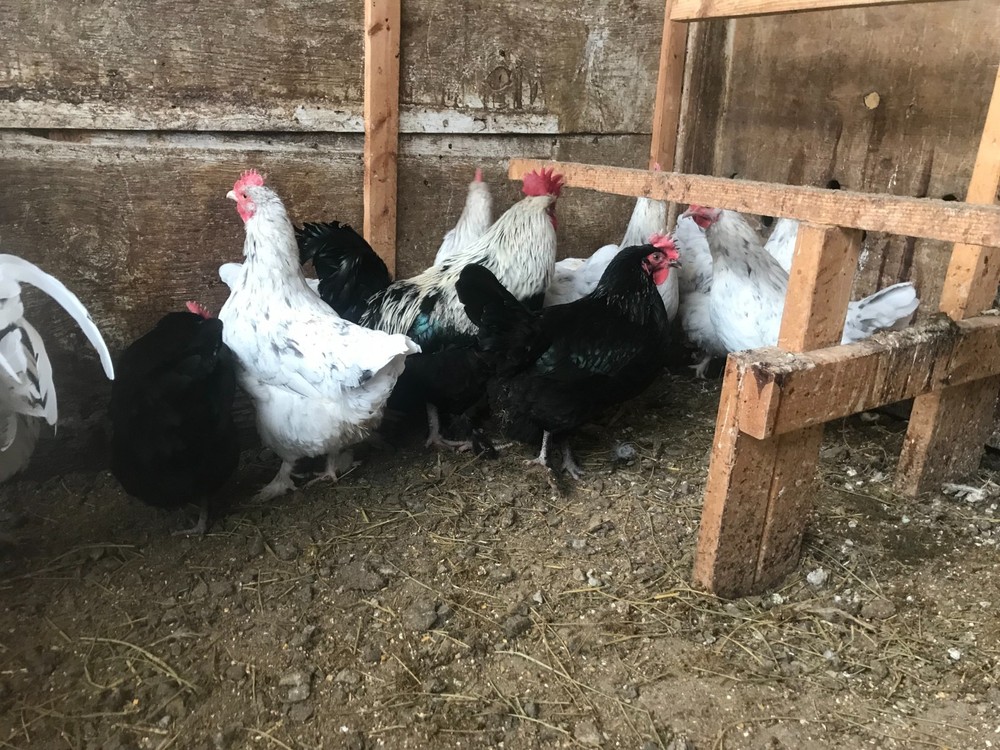 10++ Black Silver, Blue Silver, Splash - BBS Marans Hatching Eggs