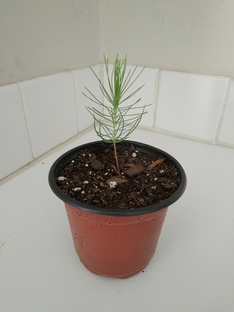 Loblolly Pine Tree, Live Plant, 4" Pot