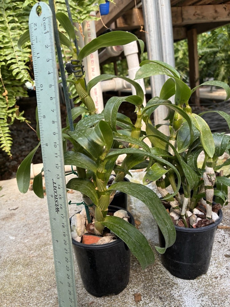 Nobile Dendrobium Spring Dream ' Appollon’