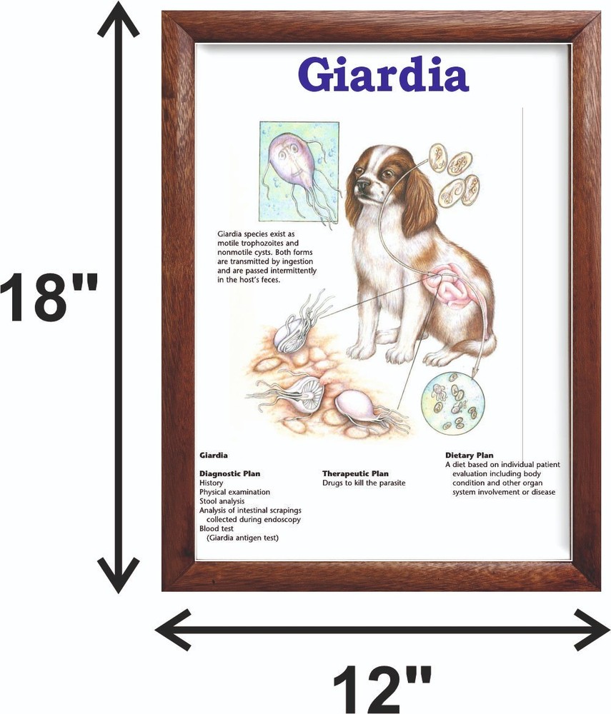 Giardia Chart 12x18 inches
