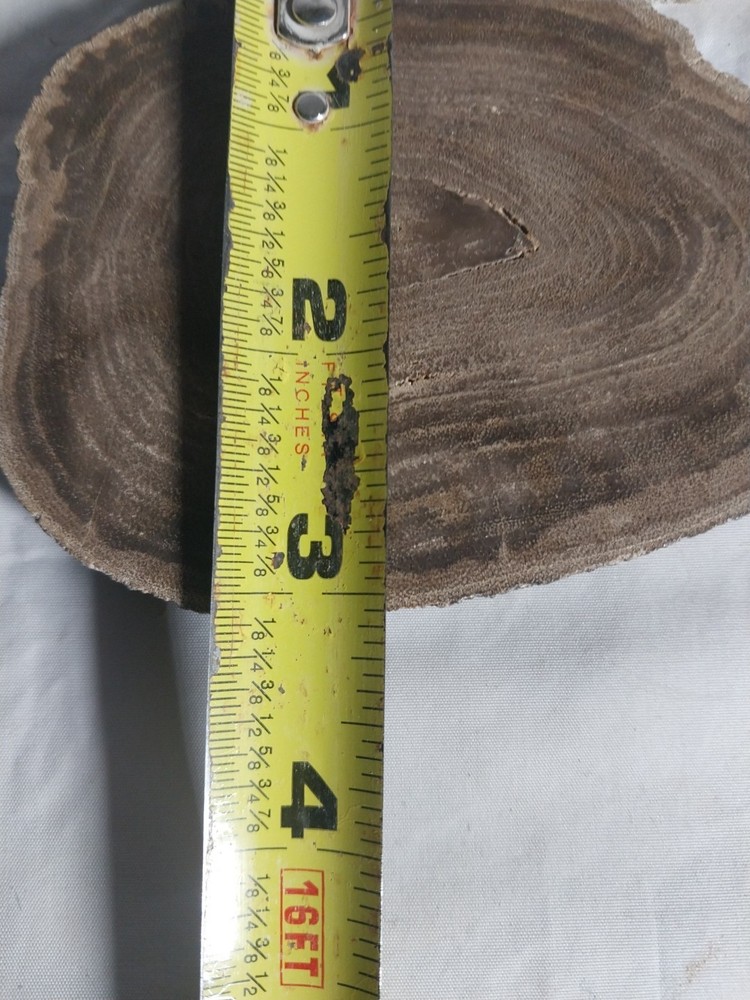 Petrified Wood Round,geode Slice, Polished,